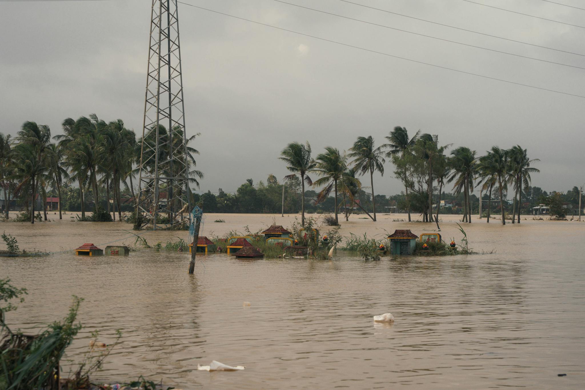 Dramatic flood scene with palm trees submerged in Phú Yên, Vietnam
